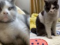 猫咪新皮肤爆料视频,猫咪新皮肤惊艳亮相！揭秘爆料视频中的亮点与细节