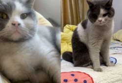 猫咪新皮肤爆料视频,猫咪新皮肤惊艳亮相！揭秘爆料视频中的亮点与细节