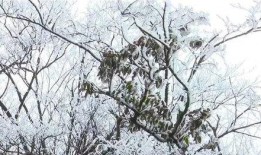 爆料新余下雪的视频,银装素裹，冬日美景如画”