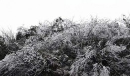 爆料新余下雪的视频,银装素裹，冬日美景如画”