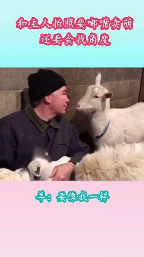 娱乐吃瓜酱外婆养大的羊羊视频,娱乐吃瓜酱视频背后的温馨故事